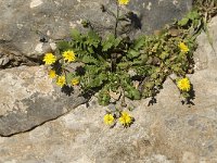 Crepis sancta 1, Saxifraga-Jan van der Straaten